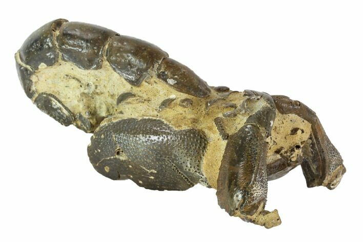 Fossil Mud Lobster (Thalassina) - Australia #95774